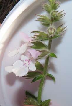 Слика од Stachys natalensis Hochst.