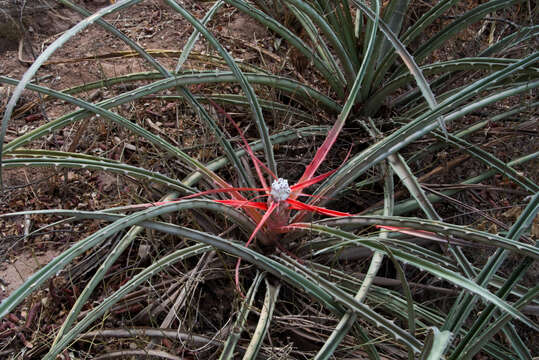 Bromelia serra Griseb.的圖片