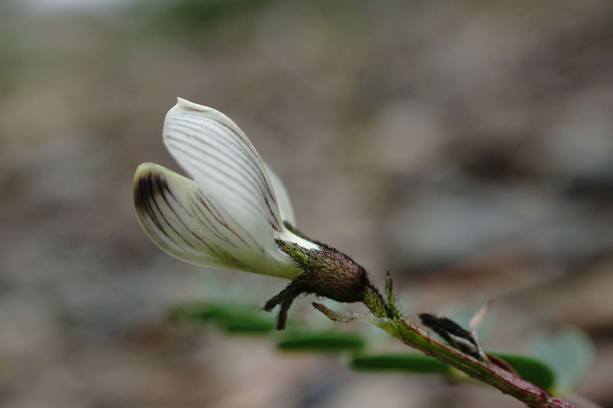 Sivun Astragalus guttatus Banks & Solander kuva