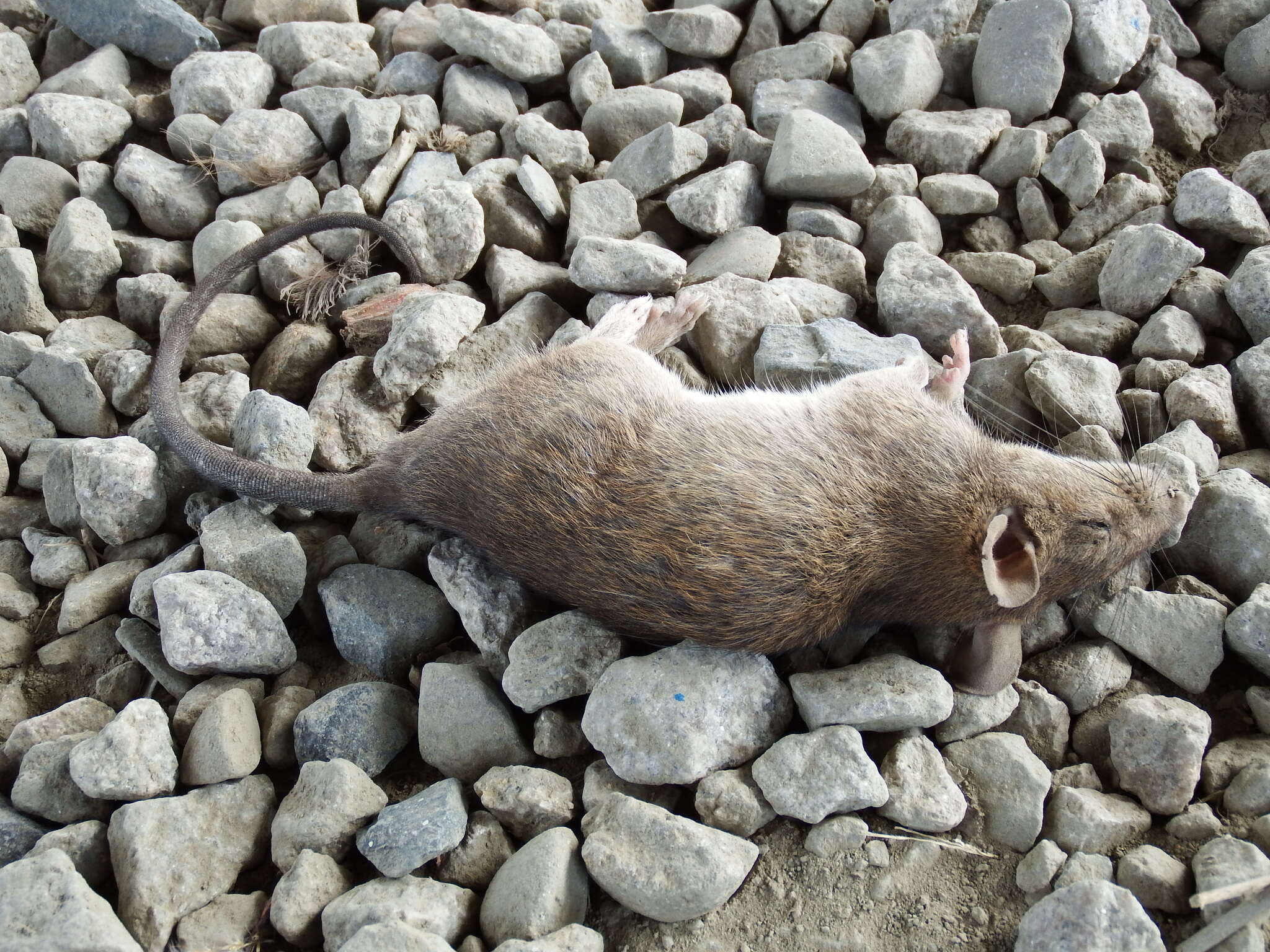 Image of Lesser Rice-field Rat