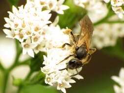 Слика од Lasioglossum quebecense (Crawford 1907)