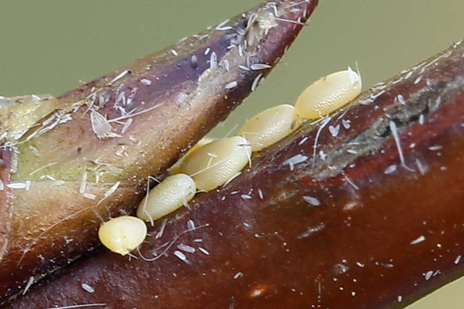 Image of early tooth-striped