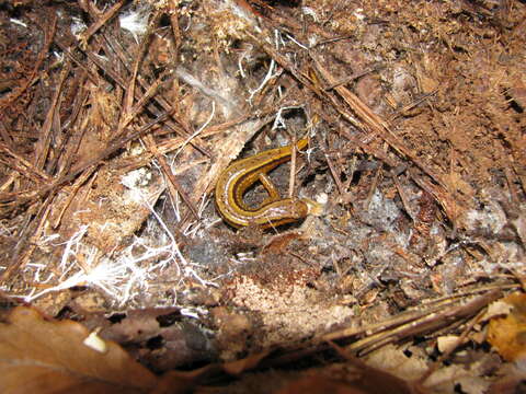 Image of Southern Two-lined Salamander