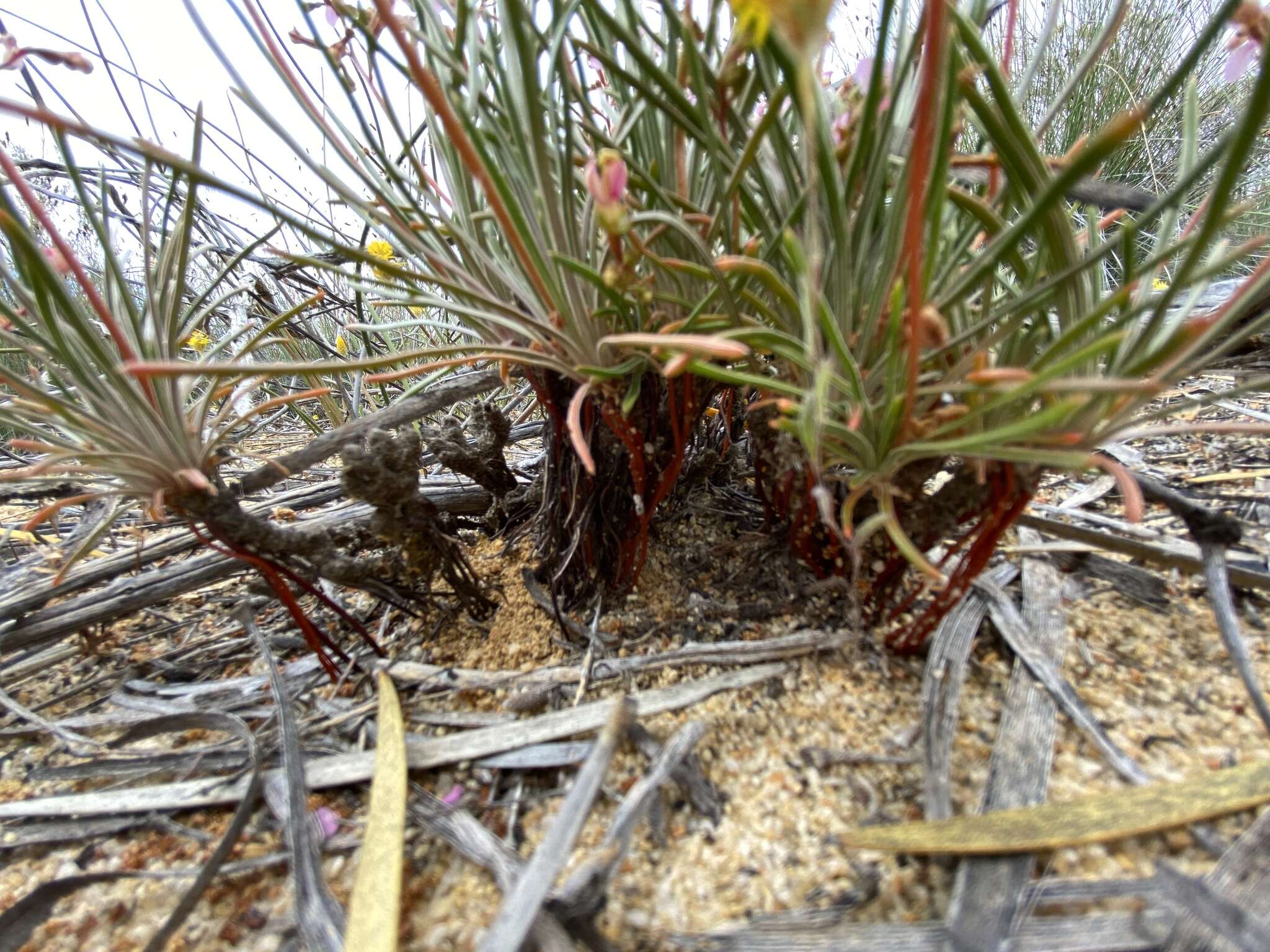 Plancia ëd Stylidium leptophyllum DC.