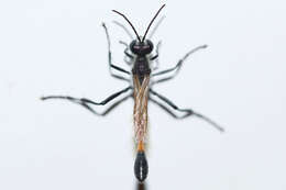 Image de Ammophila azteca Cameron 1888