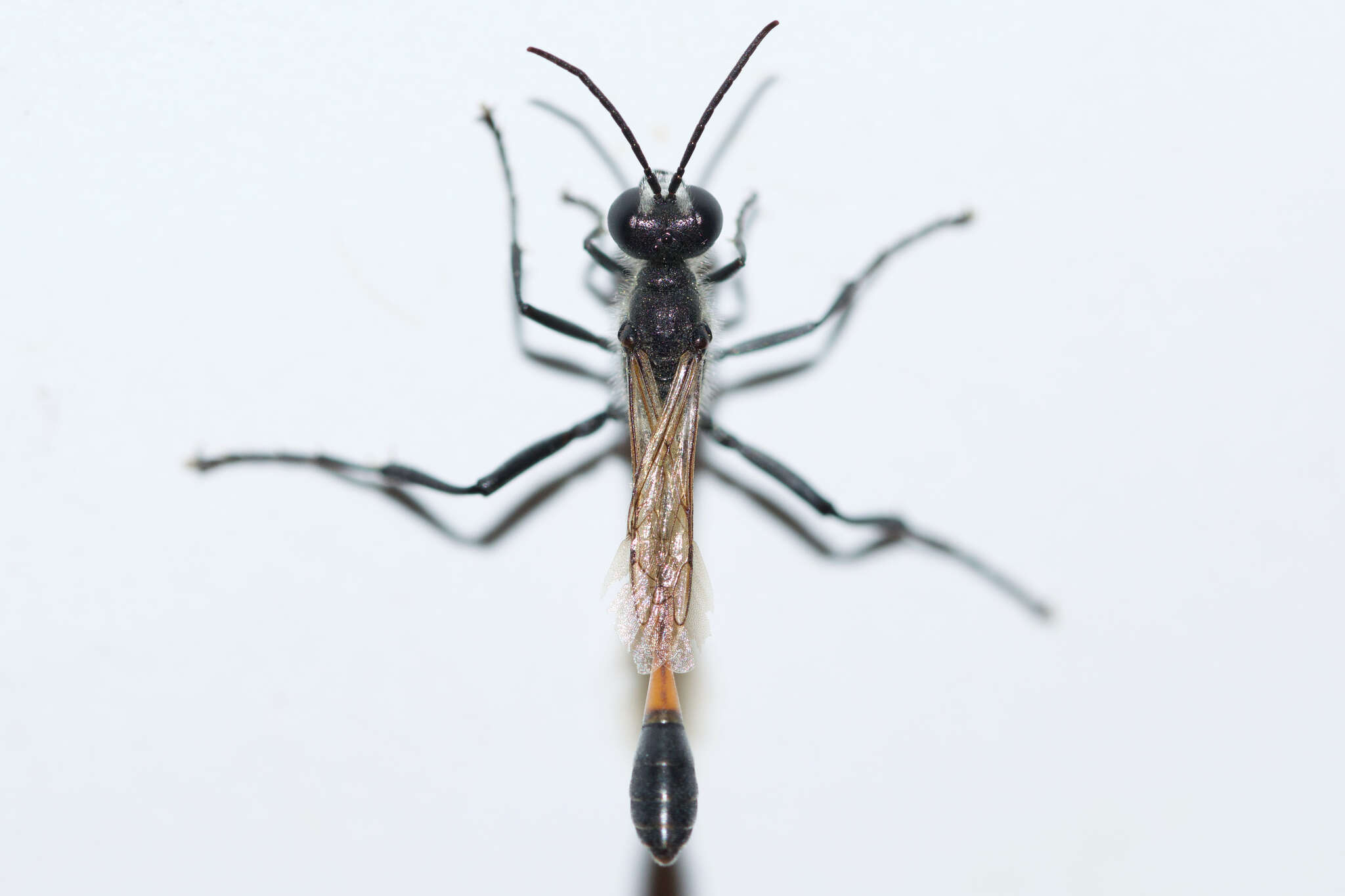 Image de Ammophila azteca Cameron 1888