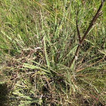 Imagem de Eryngium alternatum Coult. & N. E. Rose