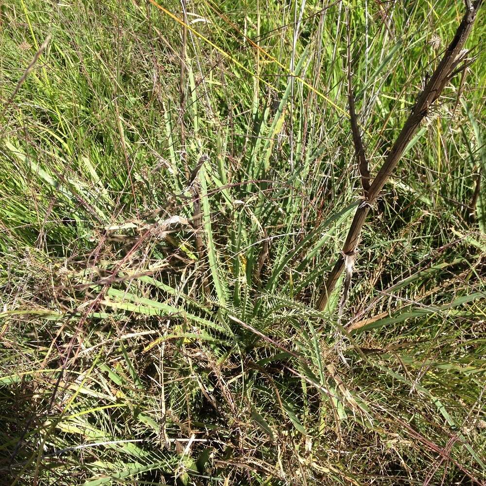 Image of Eryngium alternatum Coult. & N. E. Rose