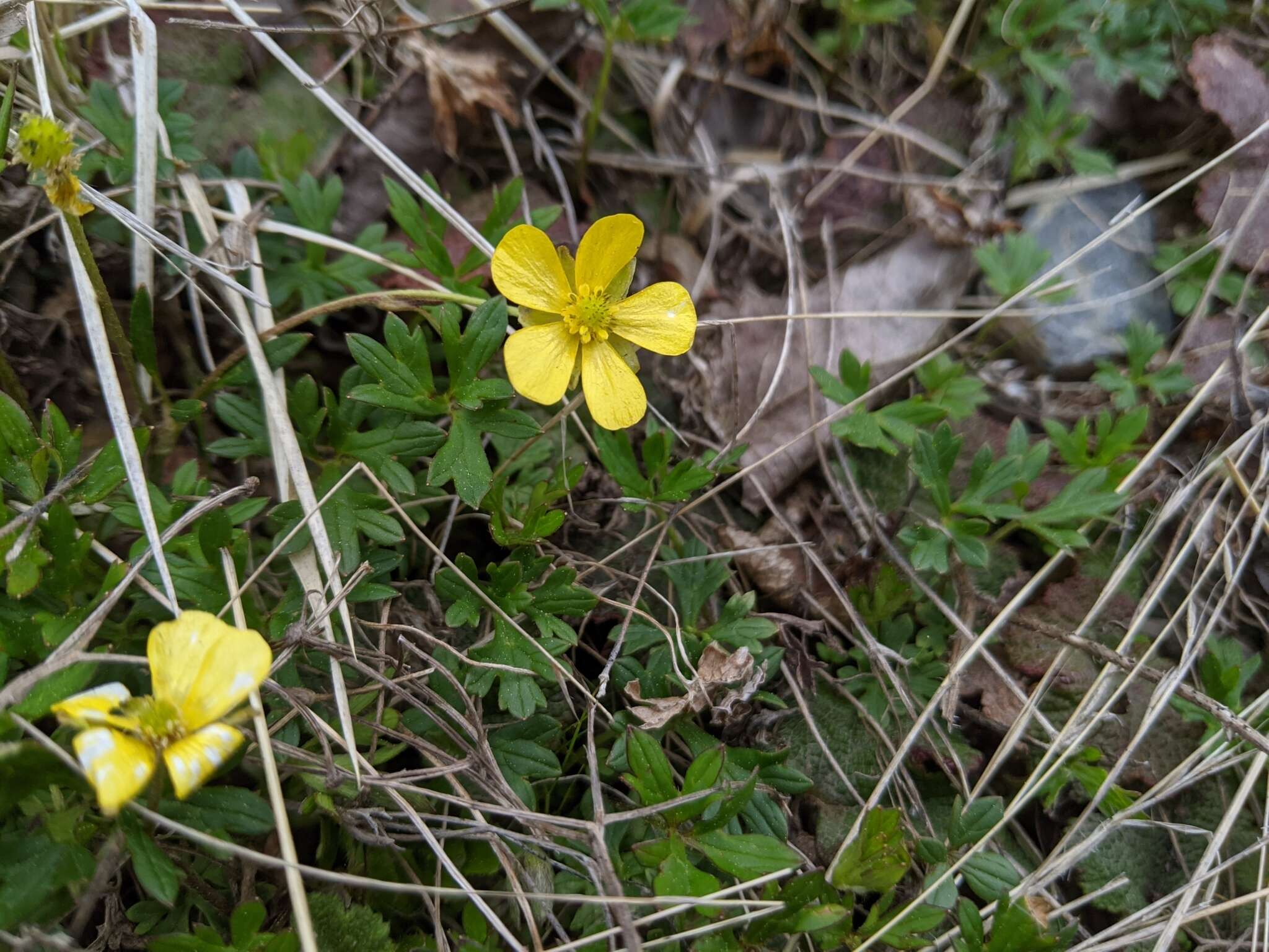 Imagem de Ranunculus formosamontanus Ohwi