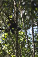 Image of Gaoligong hoolock gibbon