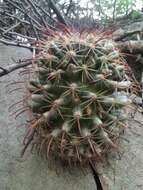 Imagem de Mammillaria mainiae K. Brandegee