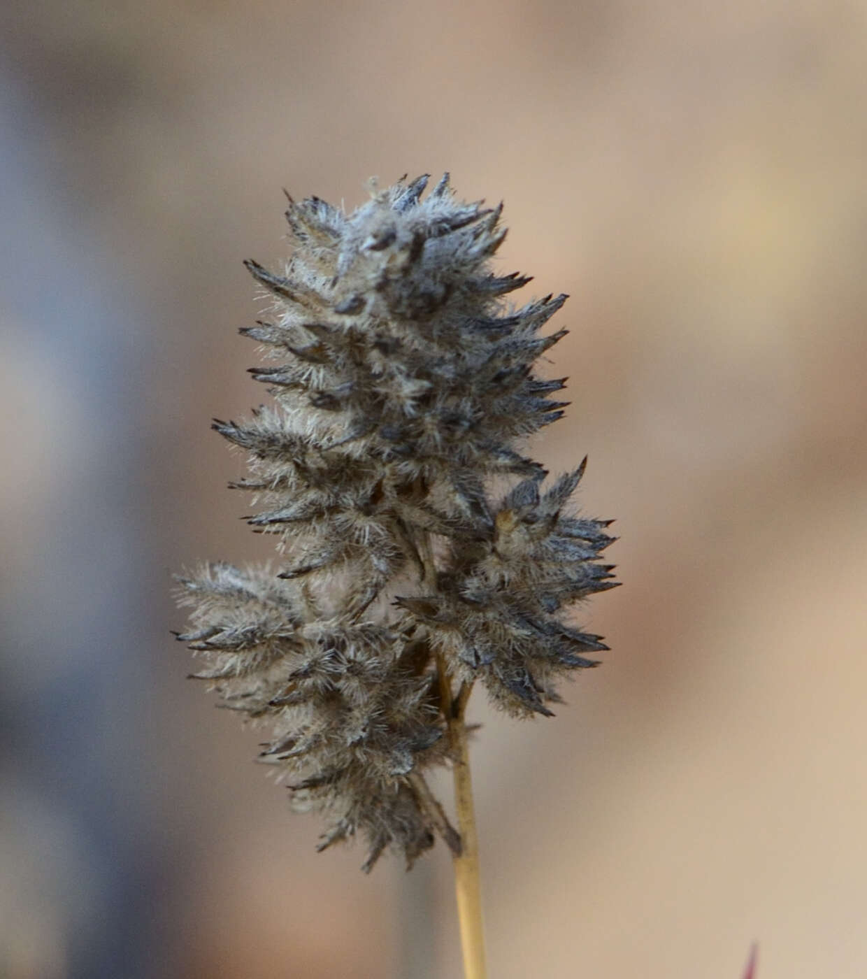 Imagem de Tribolium hispidum (Thunb.) Desv.