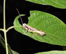 Image de Proctolabus cerciatus Hebard 1925