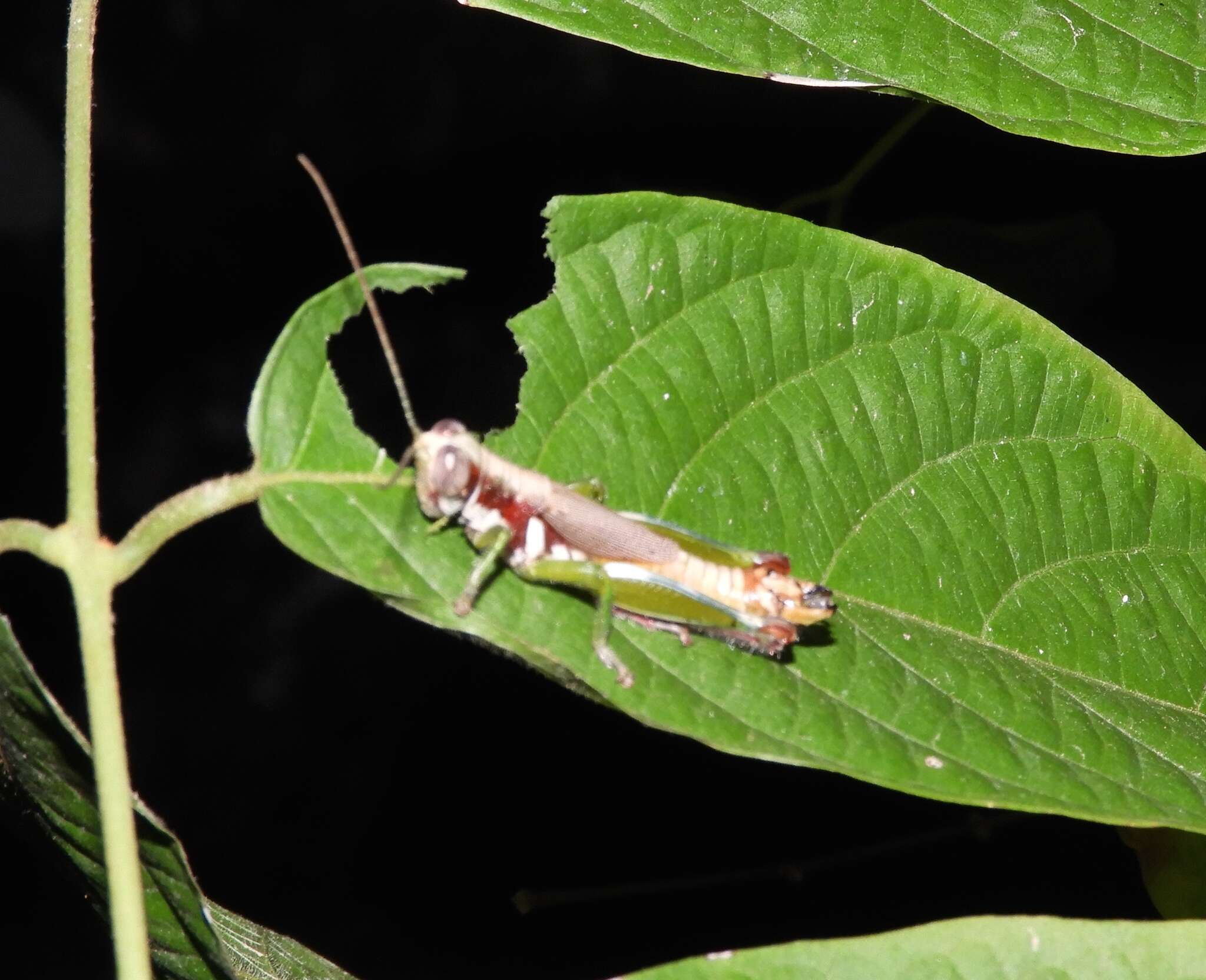 Proctolabus cerciatus Hebard 1925的圖片