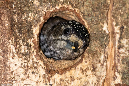 Image of White-barred Piculet