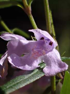 Image of Westringia blakeana B. Boivin