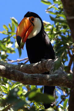 Image of Toco Toucan