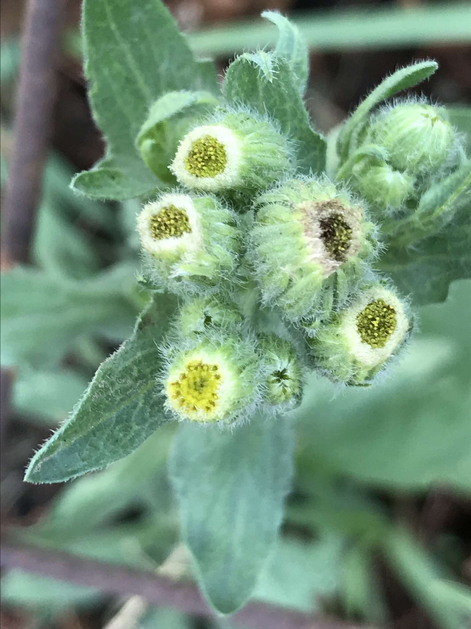 صورة Erigeron variifolius Blake