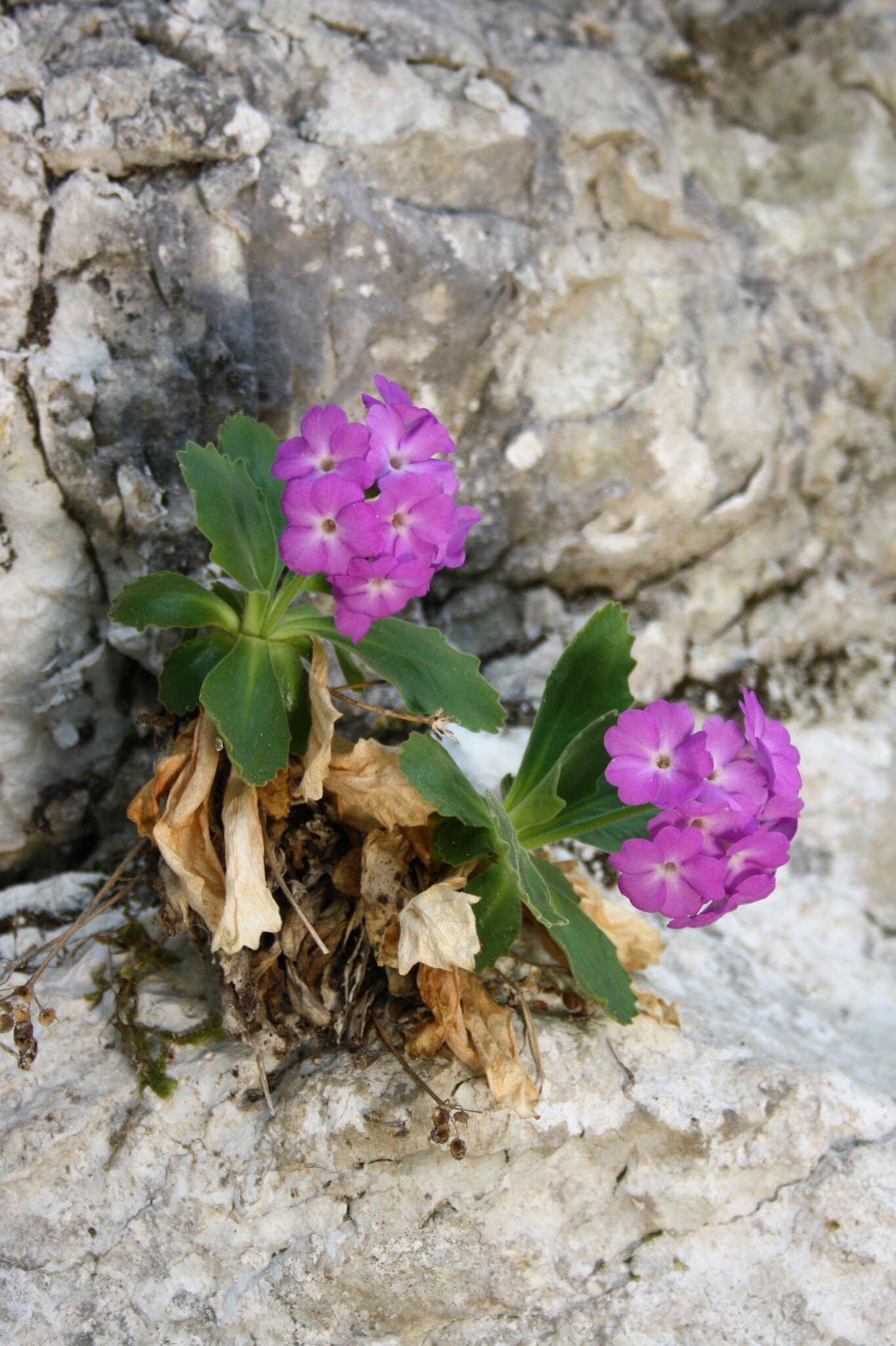 Image of Primula hirsuta subsp. valcuvianensis S. Jess. & L. Lehm.