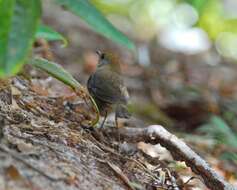 Image of Ruddy-capped Nightingale-Thrush