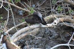 Image of Brown Booby