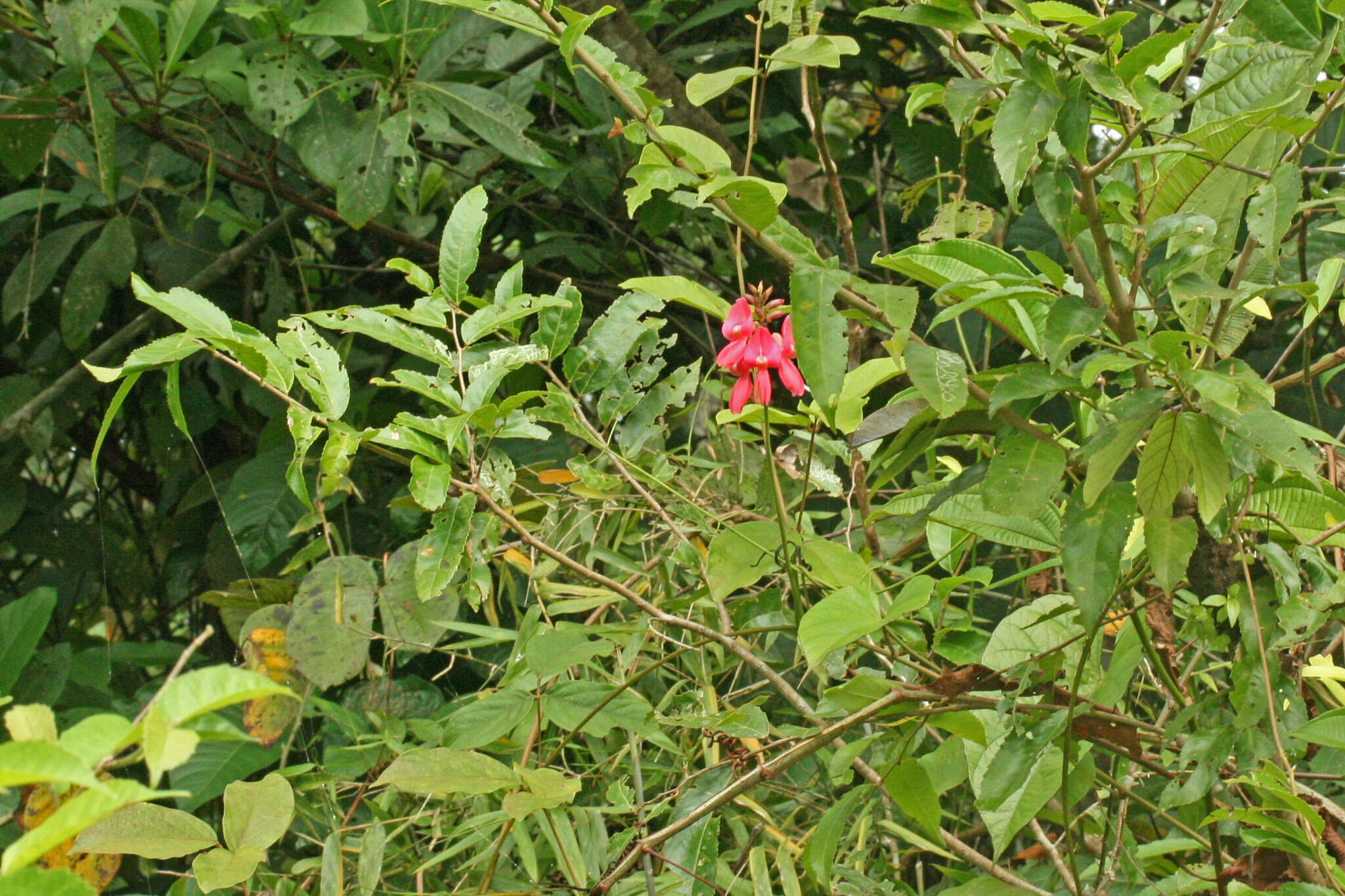 Image of Cymbosema