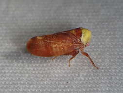 Image of Leafhopper