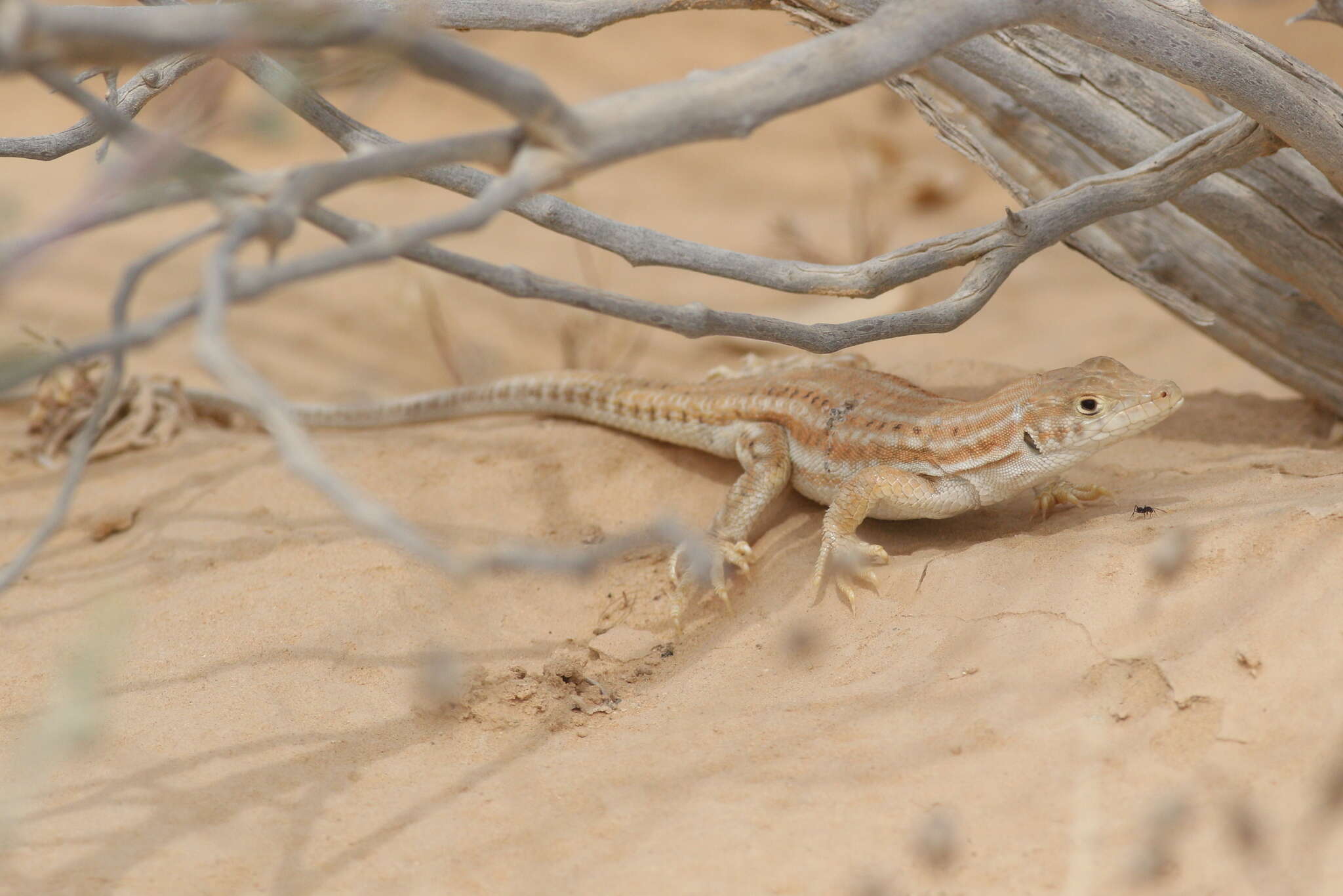 Image of Bosk’s fringe-toed lizard