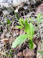 Image of Dactylorhiza aristata (Fisch. ex Lindl.) Soó