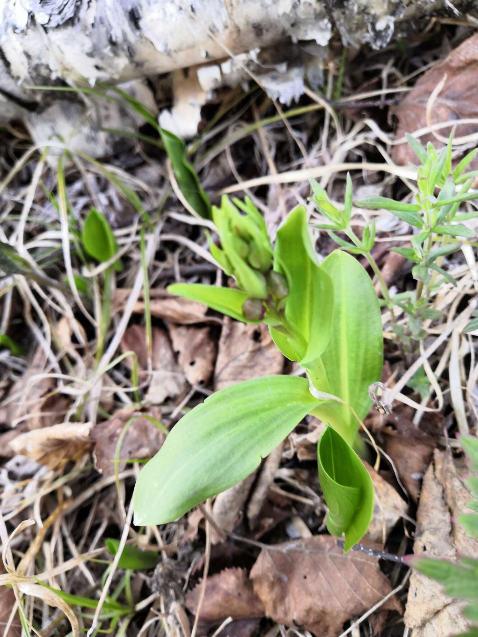 Image of Dactylorhiza aristata (Fisch. ex Lindl.) Soó