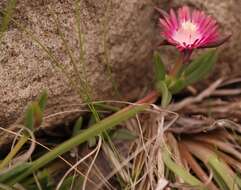 Image of Delosperma grantiae L. Bol.