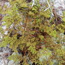 صورة Paronychia chartacea var. chartacea