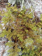 Image of Paronychia chartacea var. chartacea
