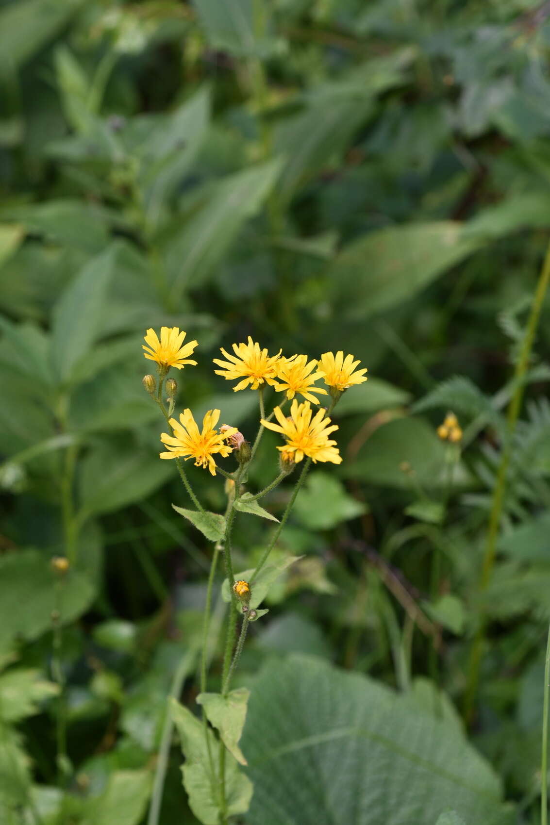 Image of Crepis lyrata (L.) Froel.