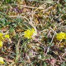 Imagem de Helianthemum canum subsp. incanum (Willk.) Rivas Mart.