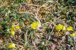 Imagem de Helianthemum canum subsp. incanum (Willk.) Rivas Mart.