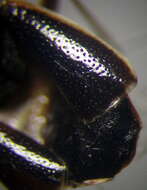 Image of <i>Geocoris dispar</i>