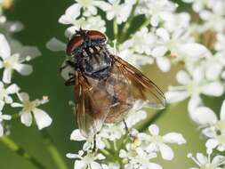 Image of Phasia subcoleoptrata (Linnaeus 1767)