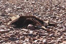 Image of Hartmann's Mountain Zebra