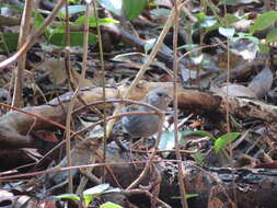 Image of Gray Bunting