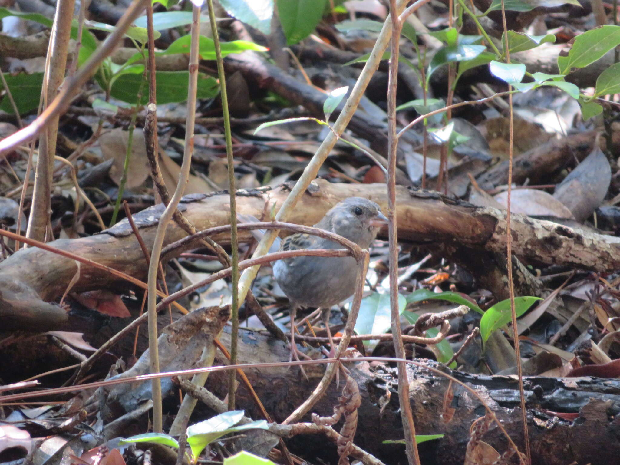 Image of Gray Bunting