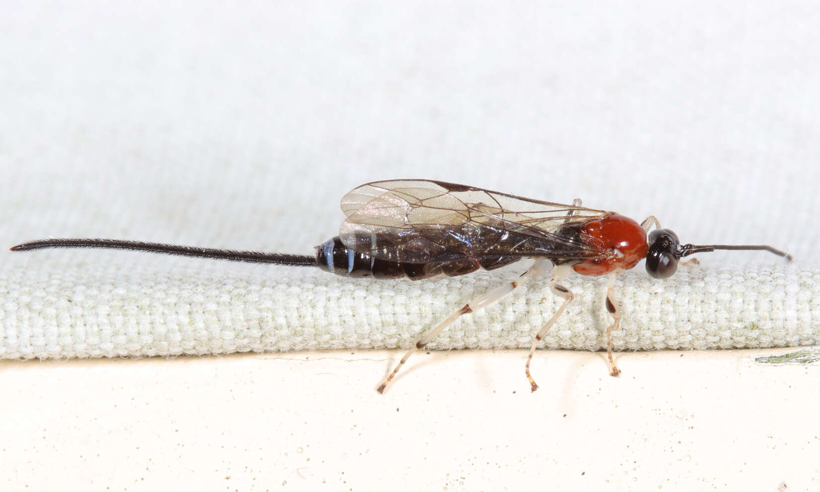 Image of Parasitoid wasp