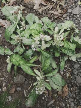 Image de Ajuga taiwanensis Nakai ex Murata