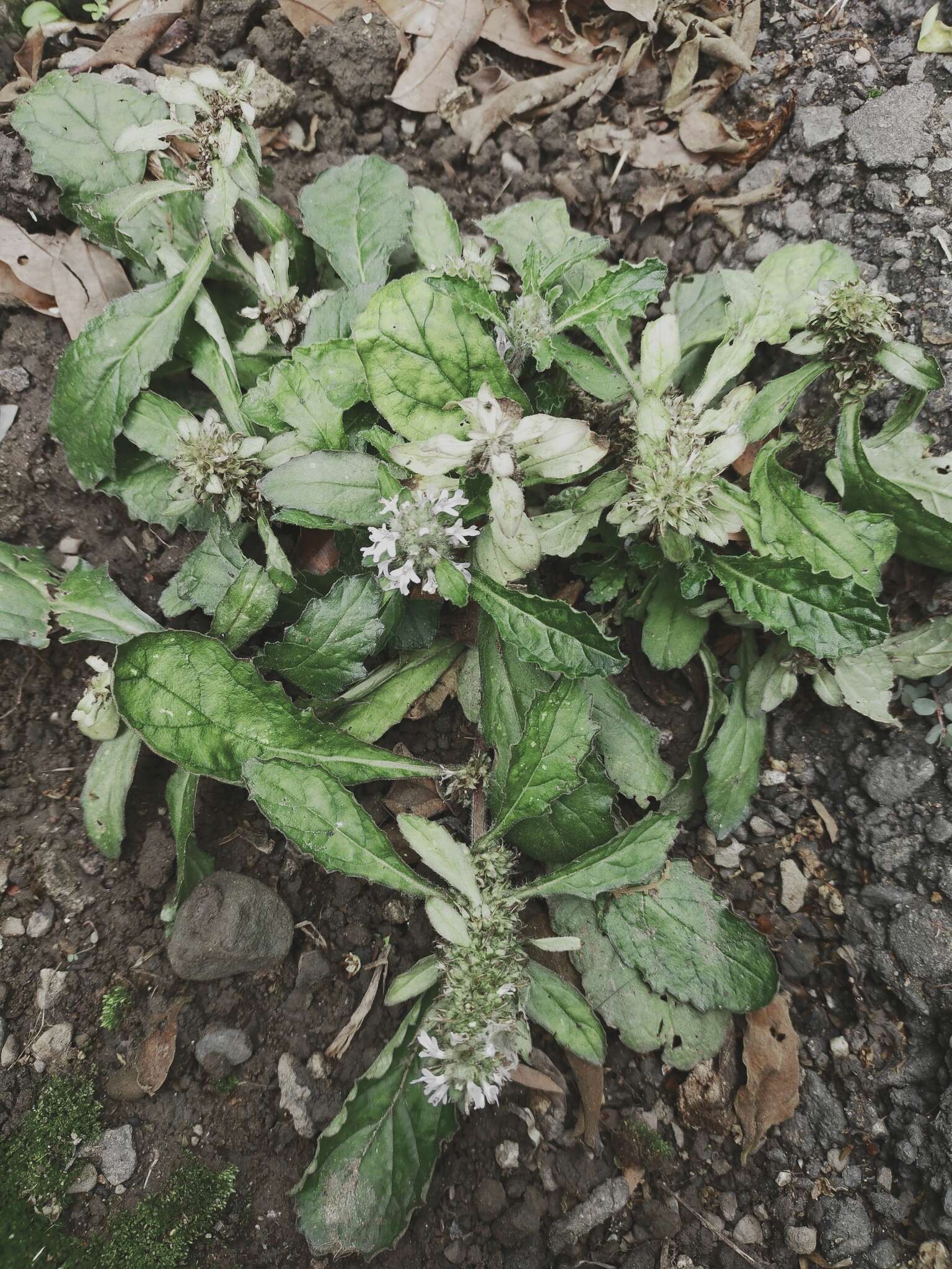 Image of Ajuga taiwanensis Nakai ex Murata