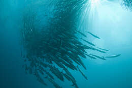 Image of Blackfin barracuda