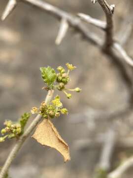 Image of desert myrtlecroton