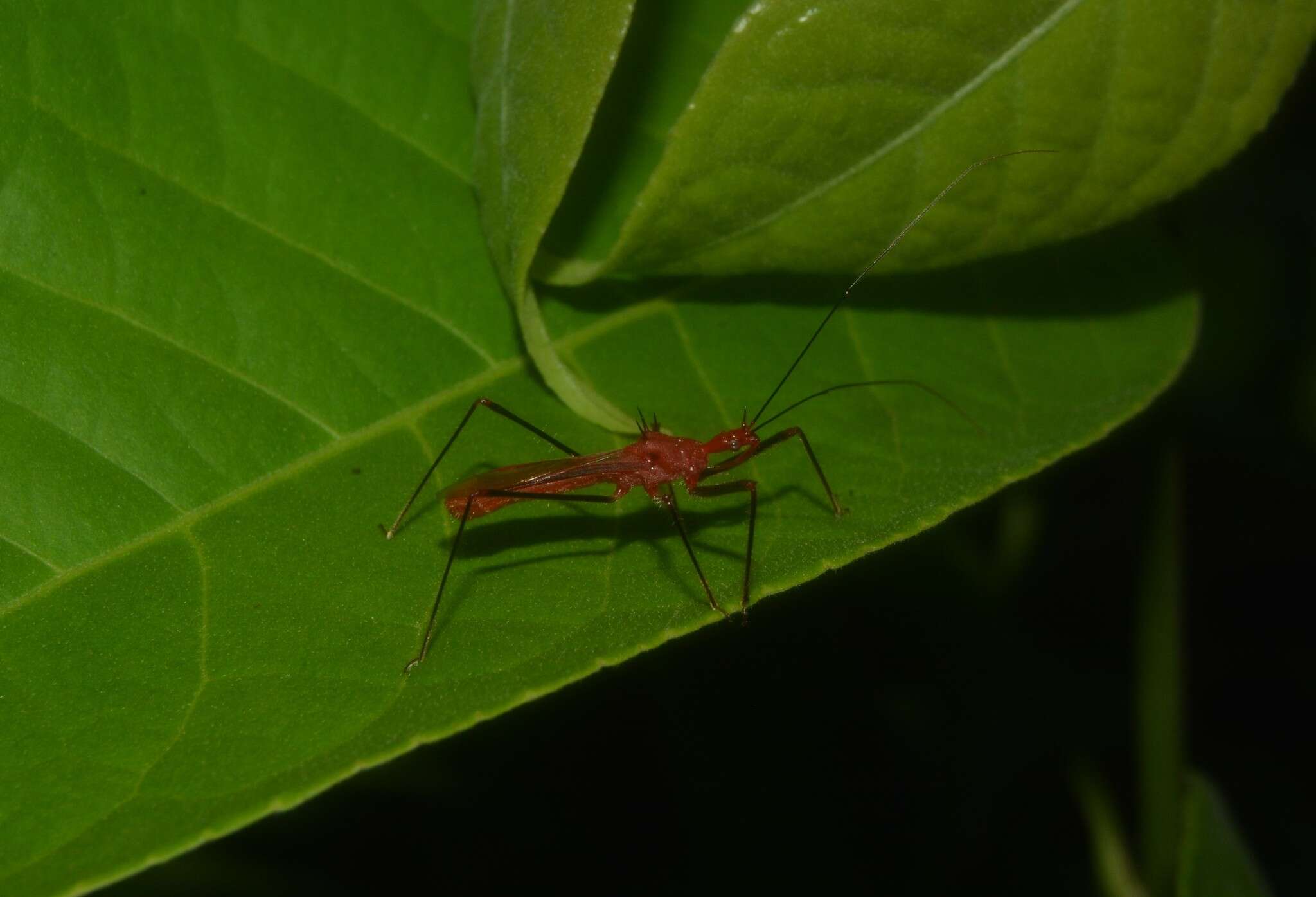 Image of Ricolla quadrispinosa (Linnaeus 1767)