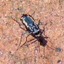 Imagem de Cicindela (Cicindelidia) hydrophoba Chevrolat 1835