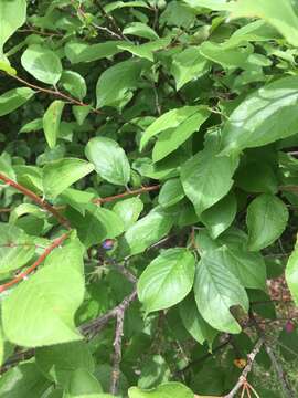 Prunus umbellata Ell. resmi