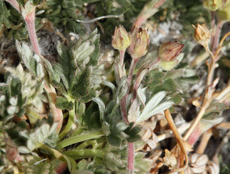 Image of silky cinquefoil